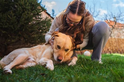 動物死了如何處理|「寵物過世」該怎麼處理？從辦理儀式、塔位價格到骨灰，寵物生。